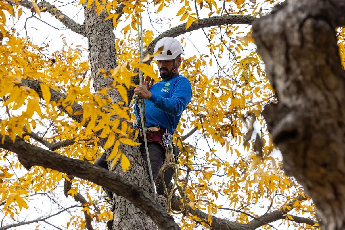 Skilled Tree Transplanting crew working in Ramah